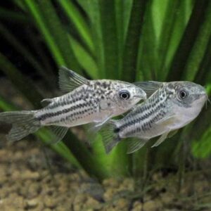 somik-nanus-corydoras-nanus