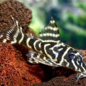 L129-Colombian-Zebra-Pleco-Chocolate-Zebra-Pleco-Plecostomus