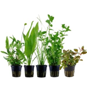 mix 5 piante crescita rapida